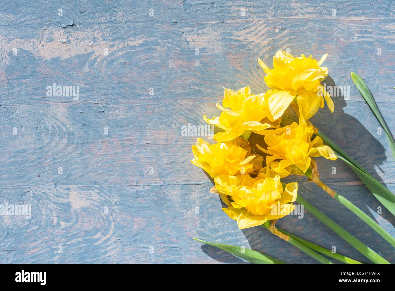 Yellow bright daffodils on a blue wooden background, copy space, top view. Daffodils are the first spring flowers. Greeting card for mother's day, bir Stock Photo
