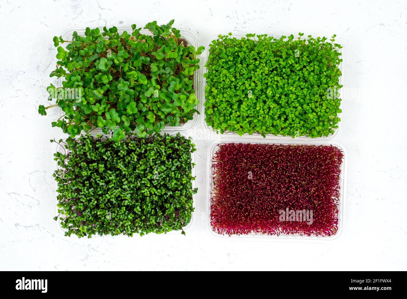 Fresh organic microgreens in a plastic container on a white background. Micro greens. View from above. Vegan and healthy food concept. Stock Photo
