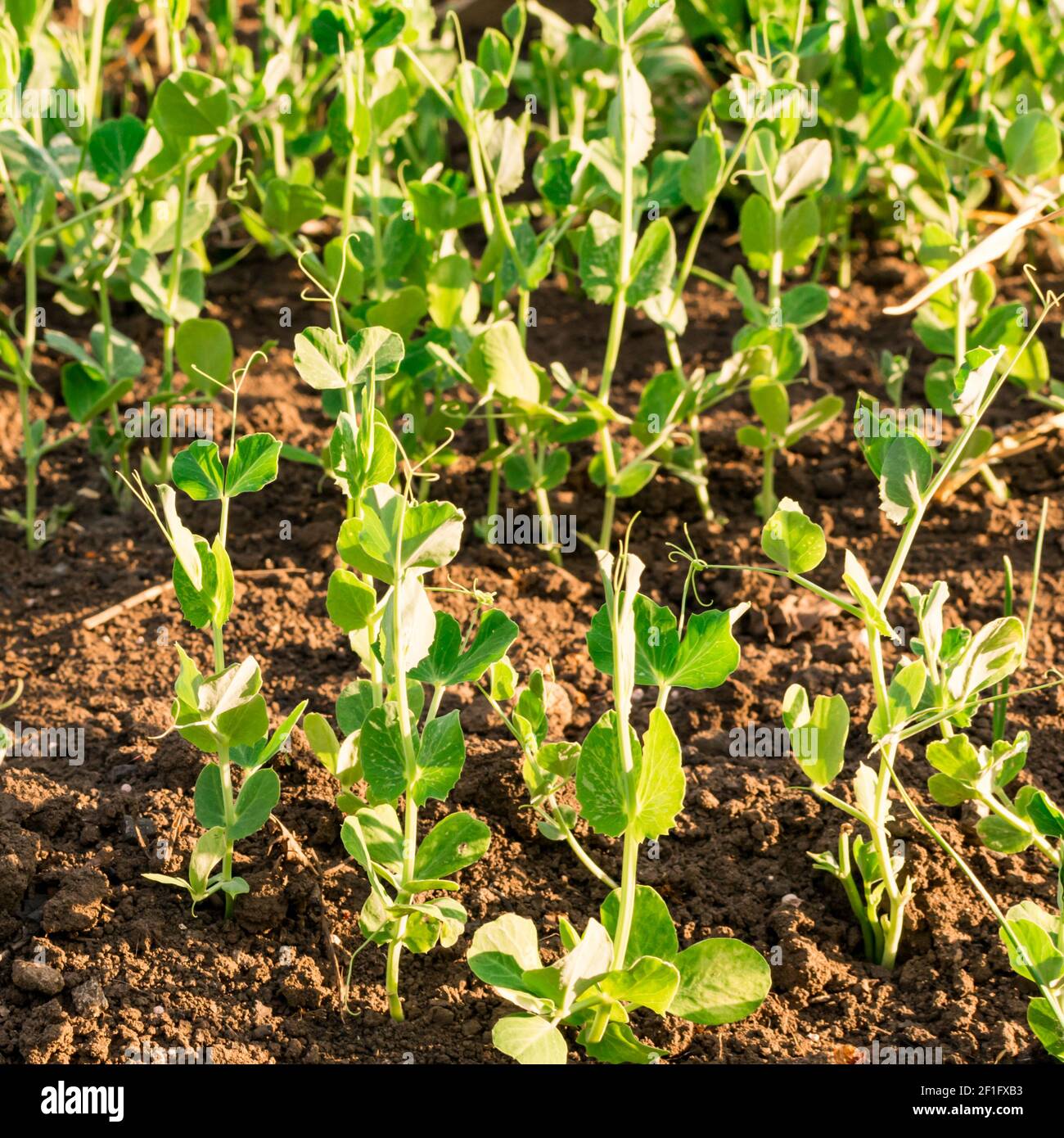 Young plant of green, vegetable peas on the soil Stock Photo Alamy
