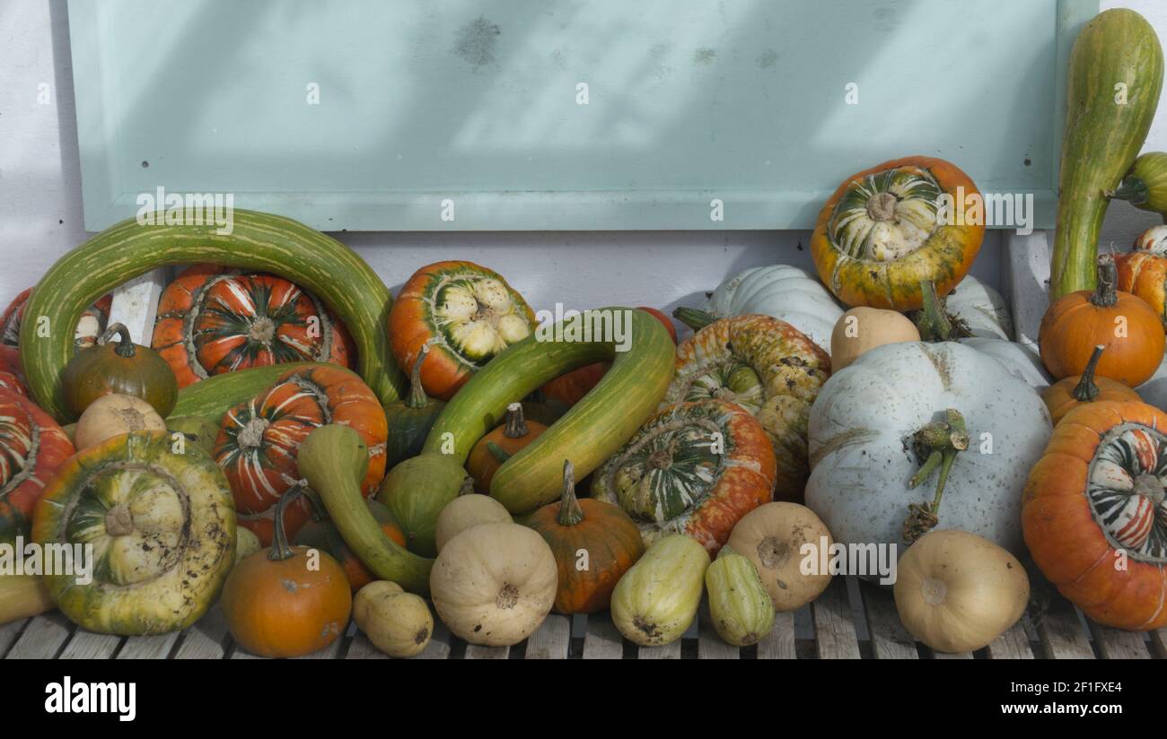 Pile of assorted squash. Stock Photo