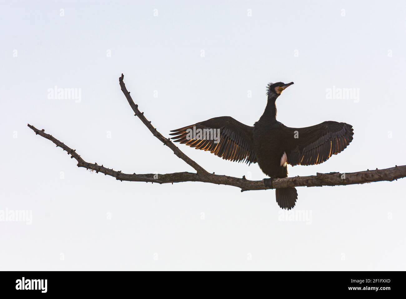 Wien, Vienna: sunbathing great cormorant (Phalacrocorax carbo) at tree at island Donauinsel in 22. Donaustadt, Wien, Austria Stock Photo