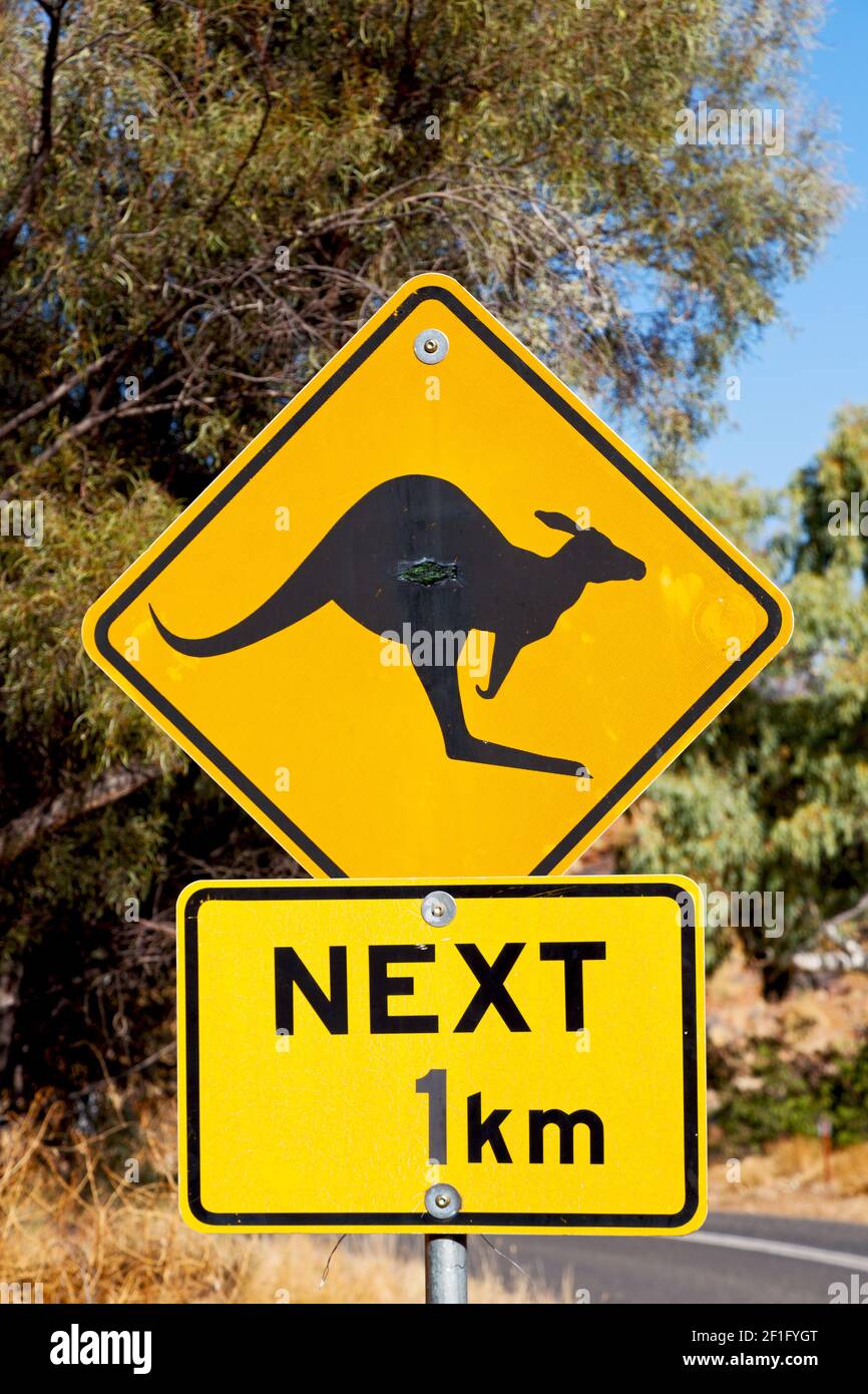 In australia  the sign for wild kangaroo Stock Photo