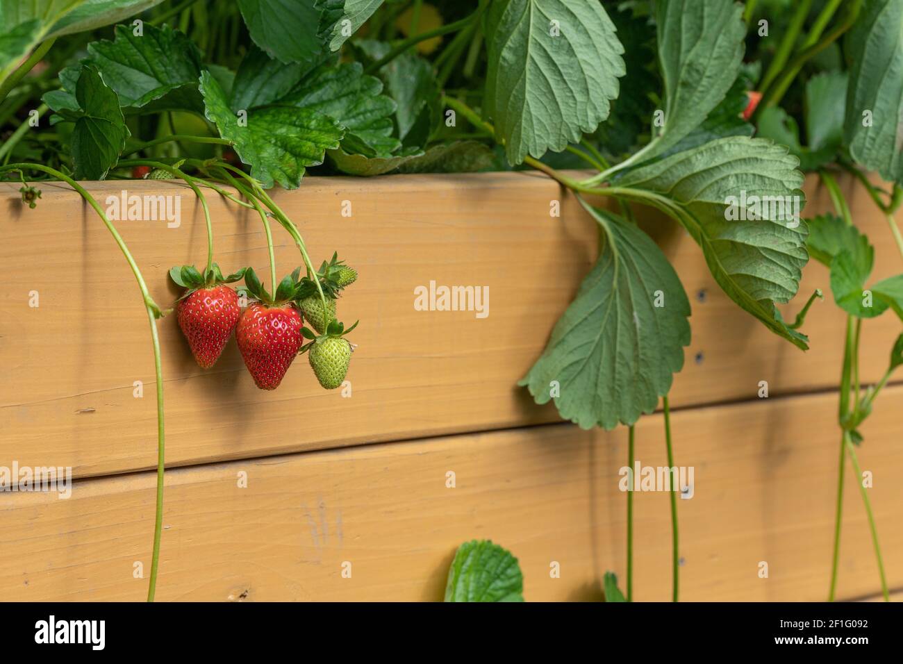 Strawberry raised bed hires stock photography and images Alamy