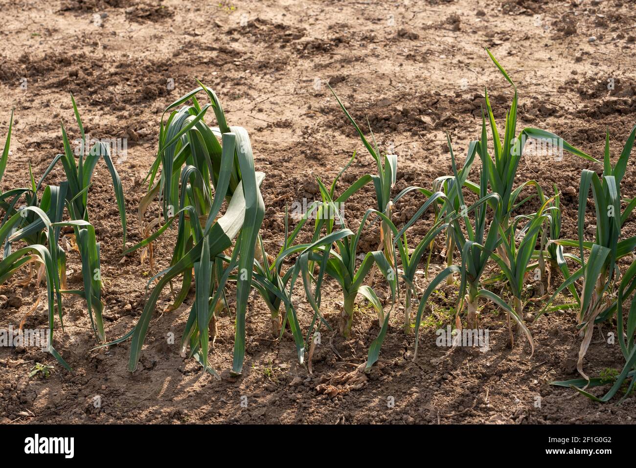 field sown with natural onions Stock Photo