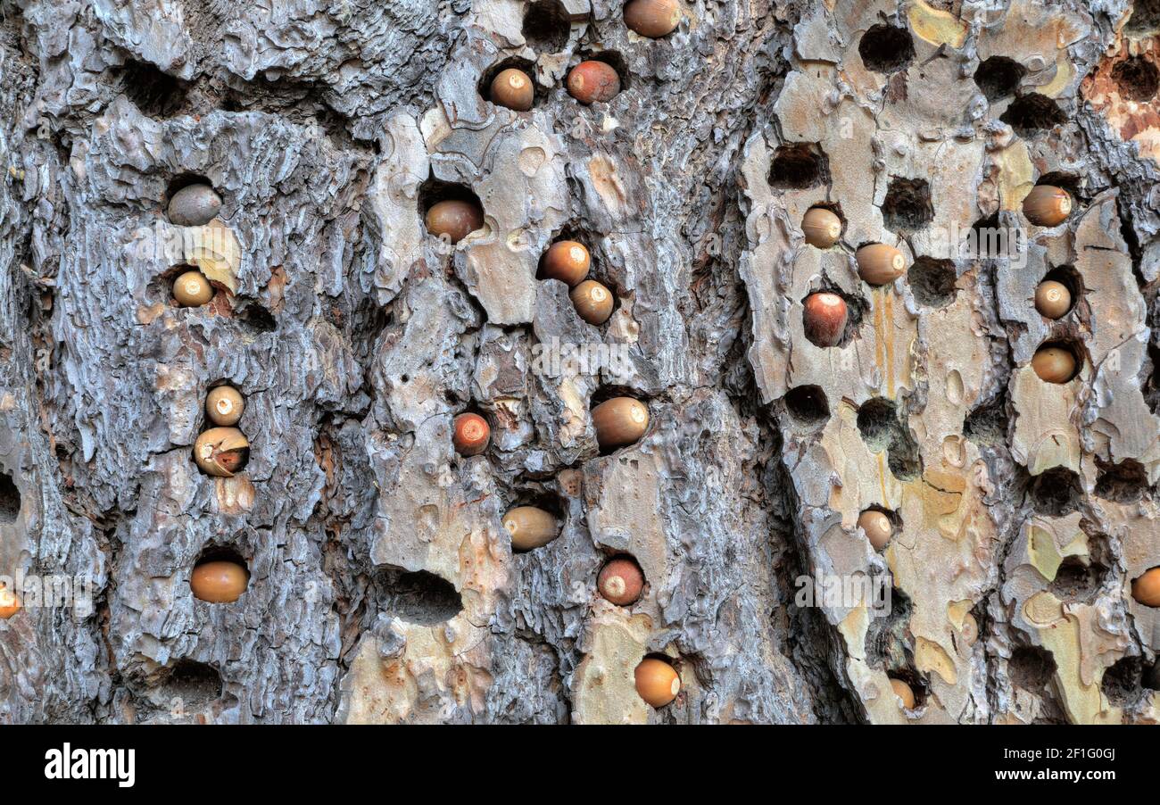 Acorn woodpecker (Melanerpes formicivorus) Granary, Graton, California Stock Photo