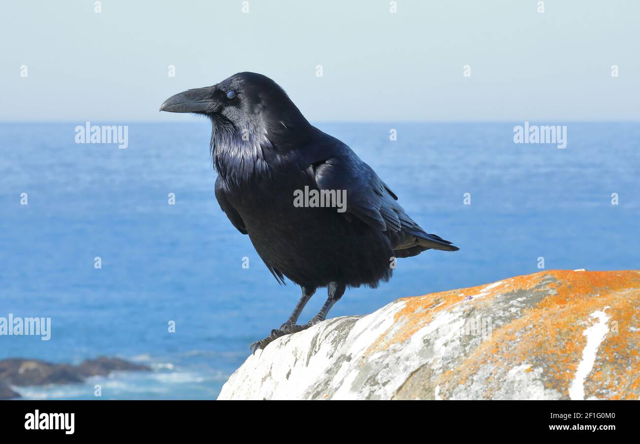 In captivity, ravens can learn to talk better than some parrots. They also  mimic other noises, like car engines, toilets flushing, other animals and  birdcalls. Ravens have been known to imitate wolves