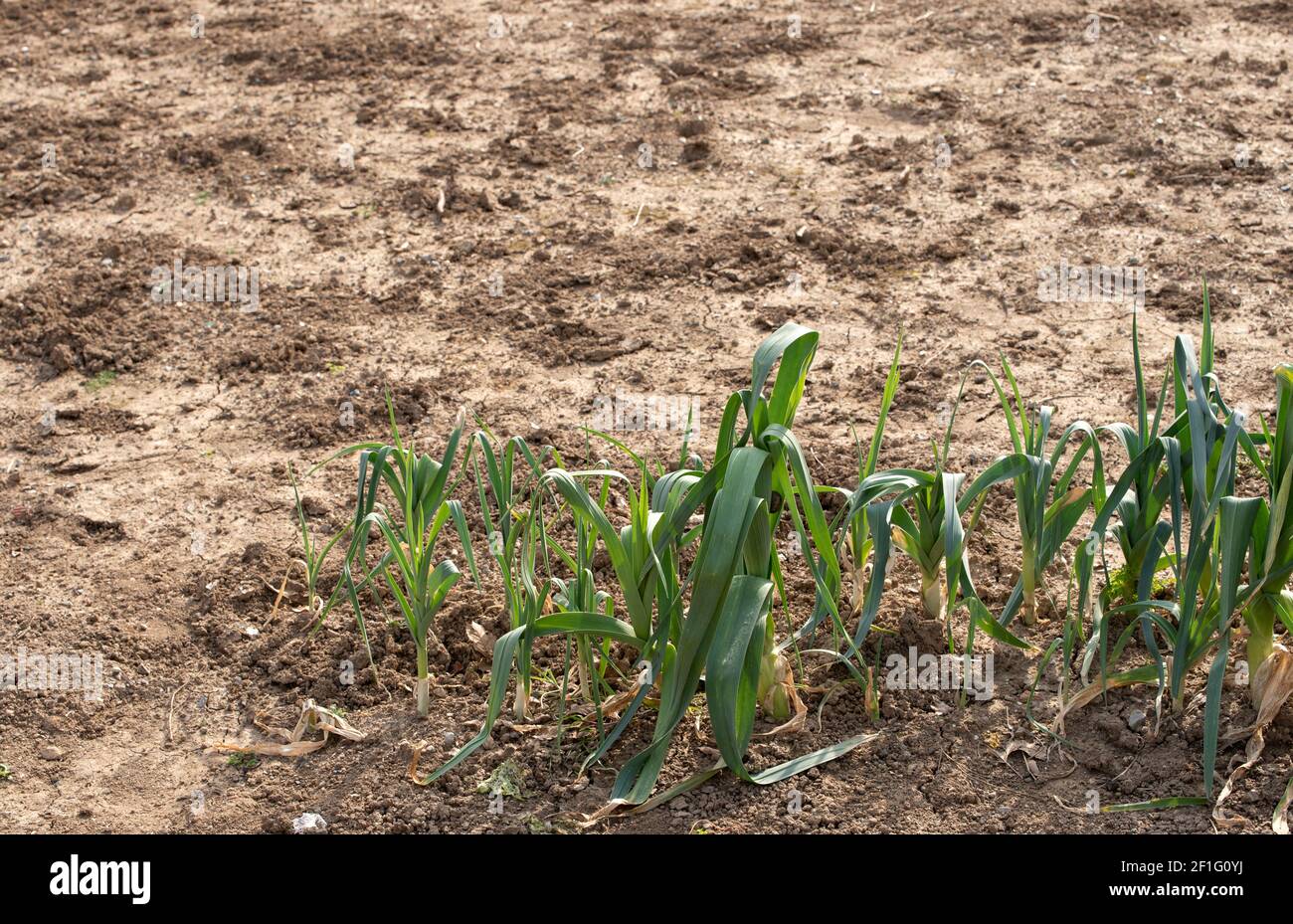 field sown with natural onions Stock Photo