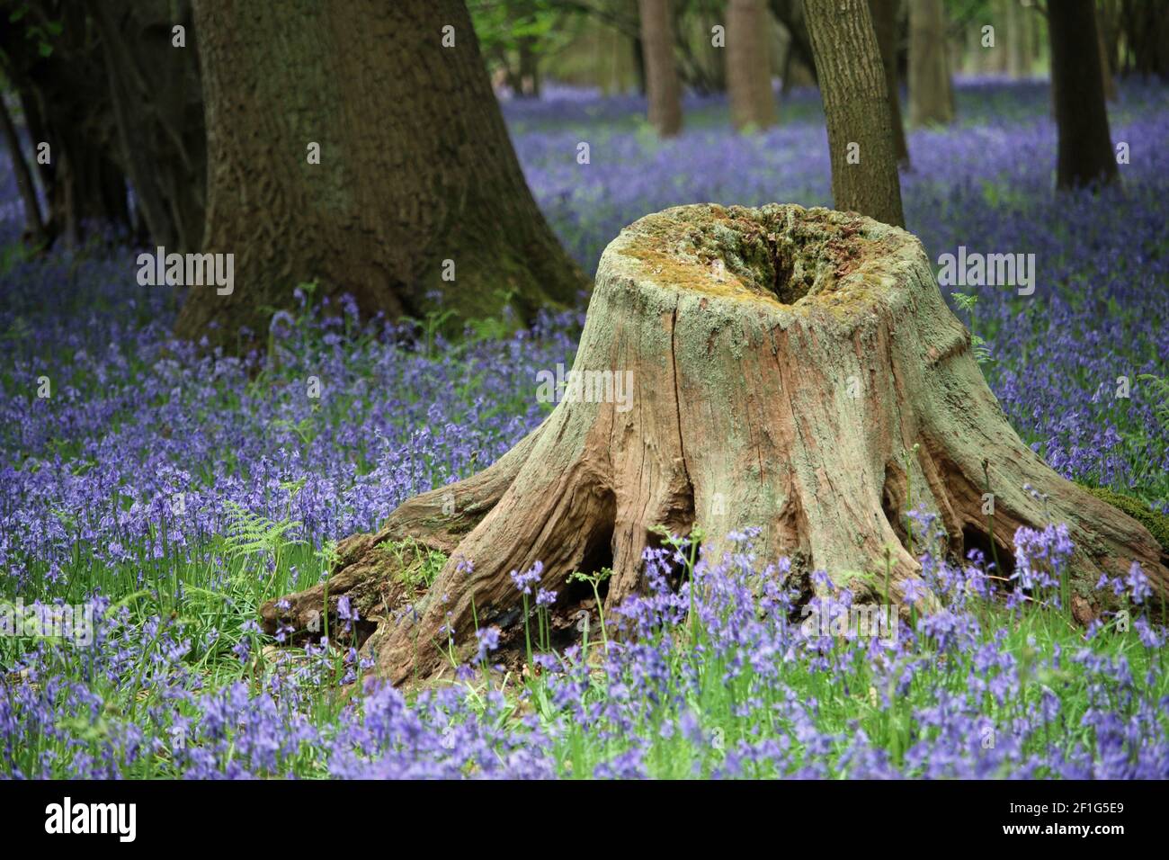 Spring bluebell, Hyacinthoides non scripta, wood with large hollow tree stump with lichens in foreground and trees blurred in background. Stock Photo