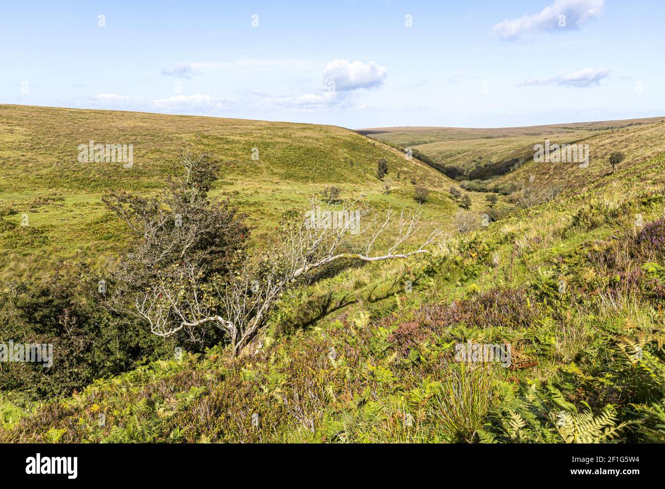 Exmoor National Park - A view down the valley of Chetsford Water north of Exford, Somerset UK Stock Photo