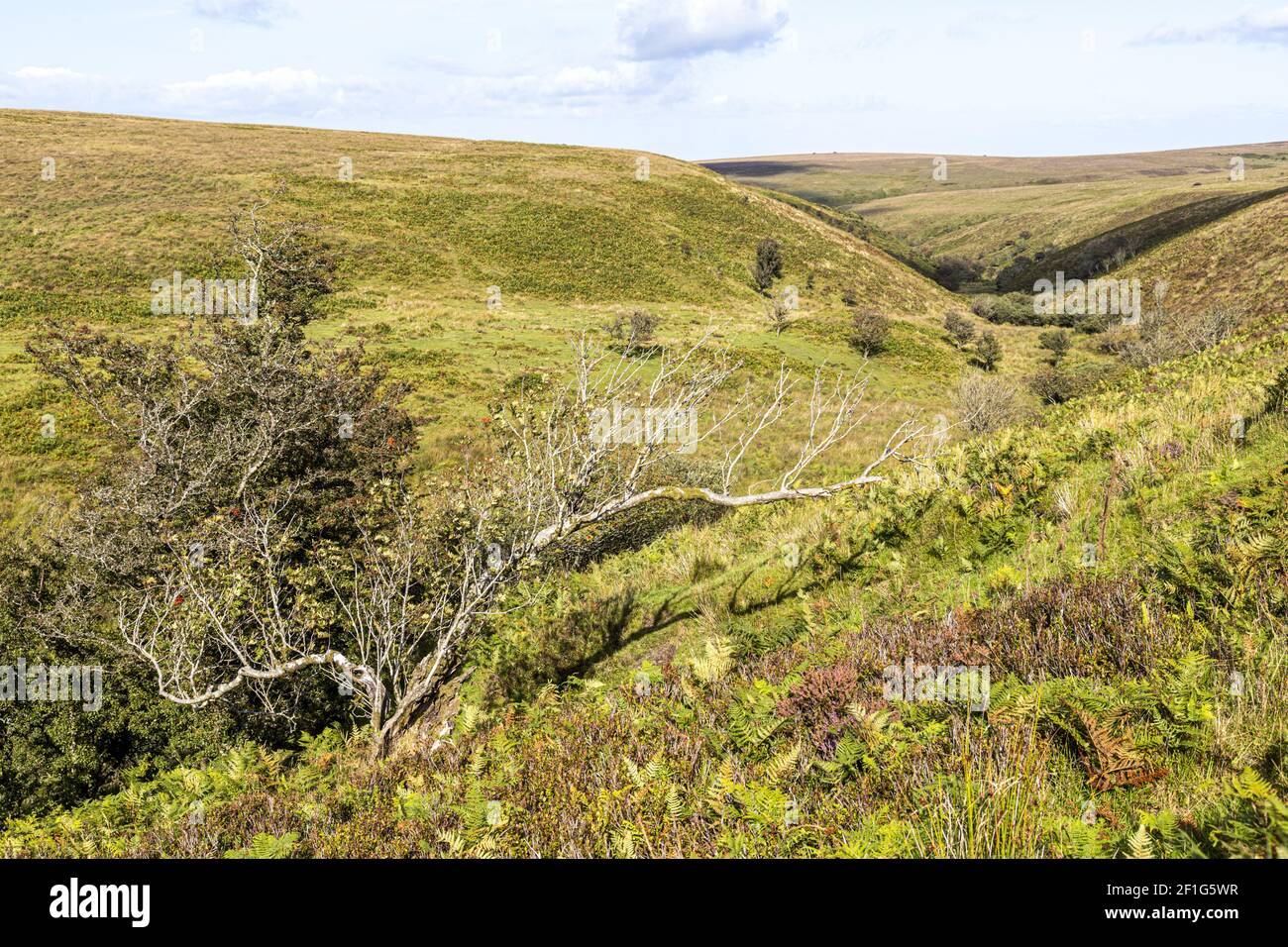 Exmoor National Park - A view down the valley of Chetsford Water north of Exford, Somerset UK Stock Photo