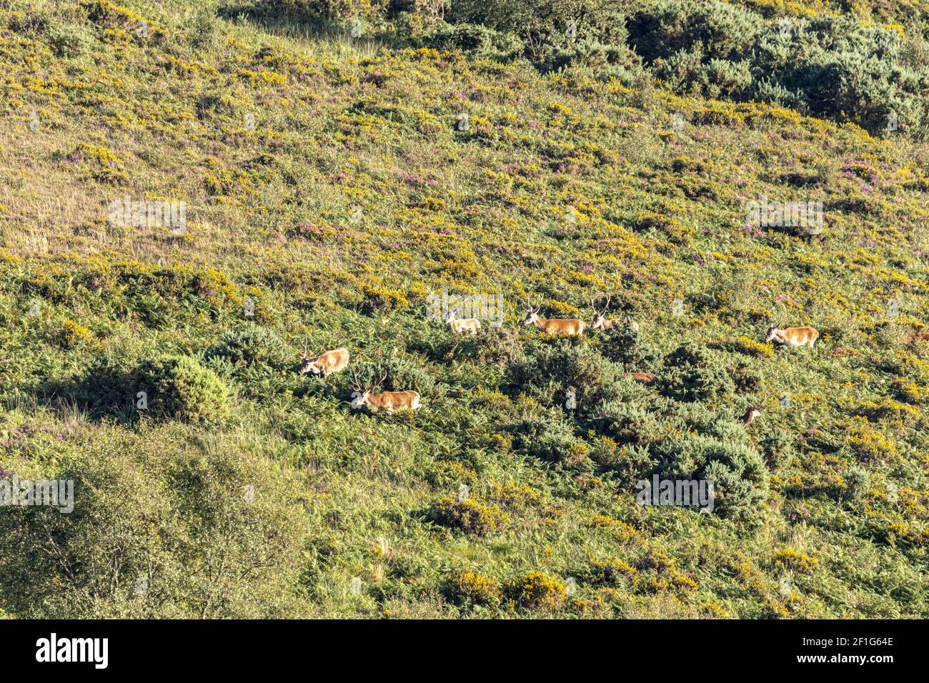 A group of red deer stags grazing in the evening sunshine on the lower slopes of Dunkery Beacon, the highest point on Exmoor, Somerset UK Stock Photo