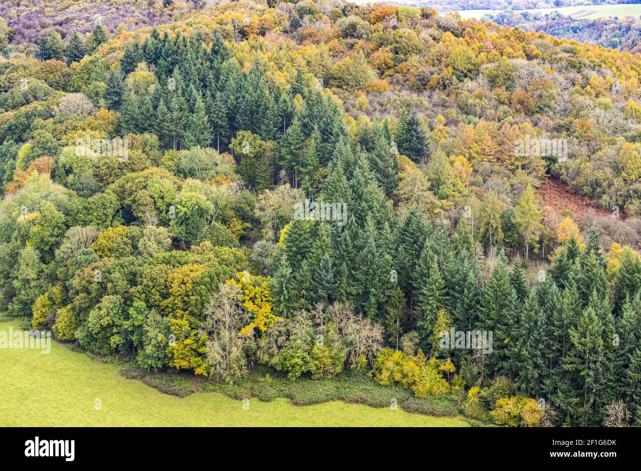 Autumn in the Wye Valley - Mixed woodland on the slopes of Coppett Hill viewed from Symonds Yat Rock, Herefodshire UK Stock Photo