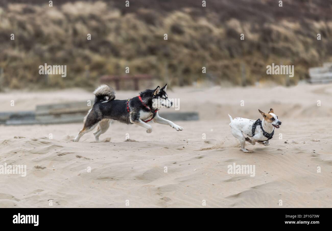 Husky with eyes closed playing because of the splashing sand and running behind with Jack Russel terrier on the beach with splashing sand Stock Photo