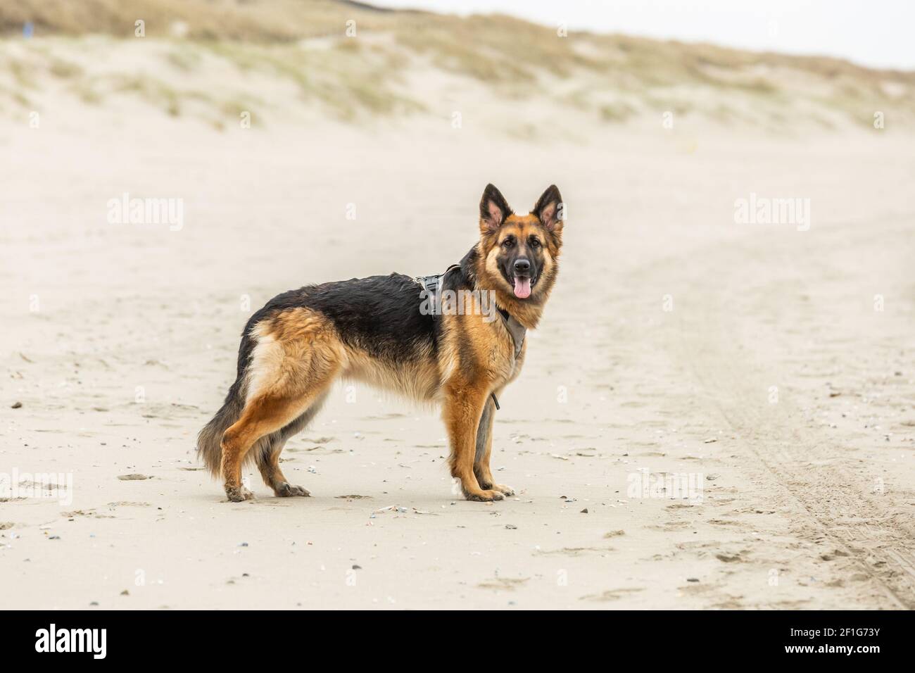 Portrait of a beautiful young long-haired German Shepherd posing with face to camera in perfect proud traditional posture with drooping tail Stock Photo