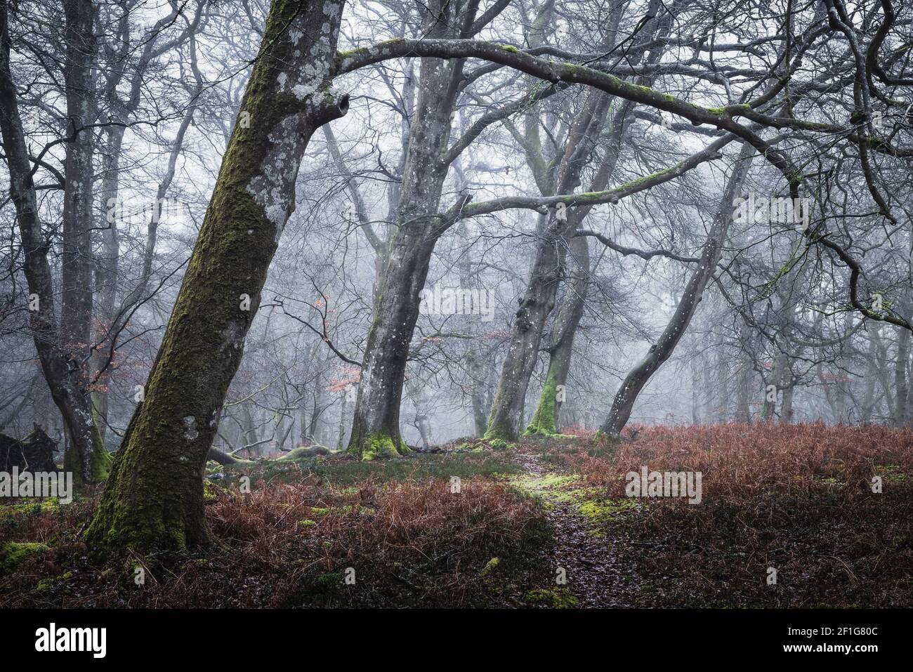 New Forest in Winter Stock Photo - Alamy