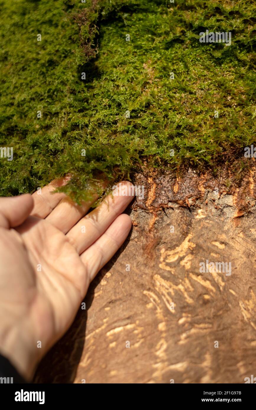 Damaged stripped or scraped tree bark by deer and a man's hand as a   reference. Deer damaged tree trunk in Killarney, County Kerry, Ireland. Stock Photo