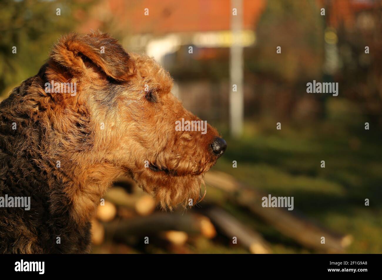 Dog glancing in the Distance Stock Photo
