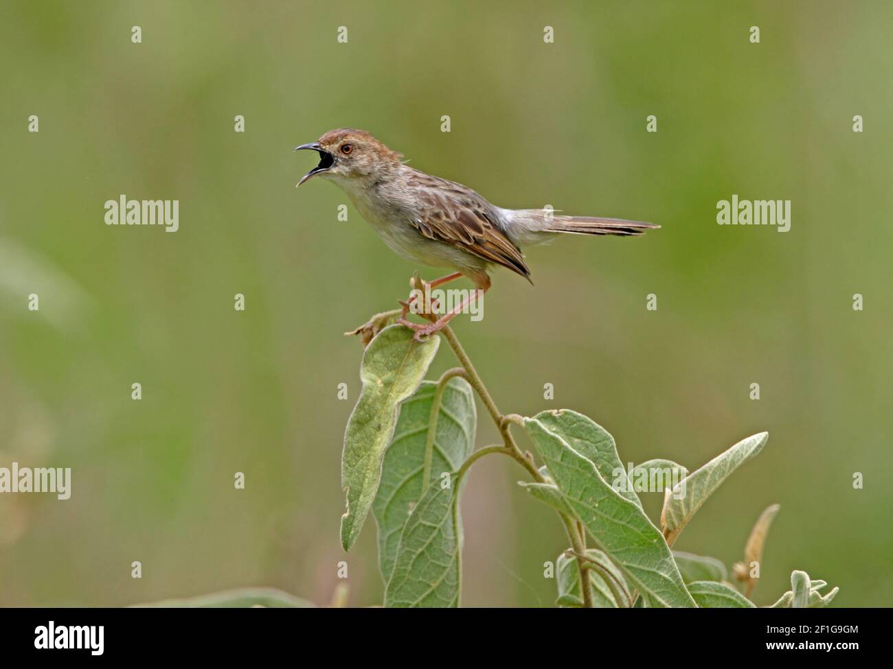 Black gape hires stock photography and images Alamy