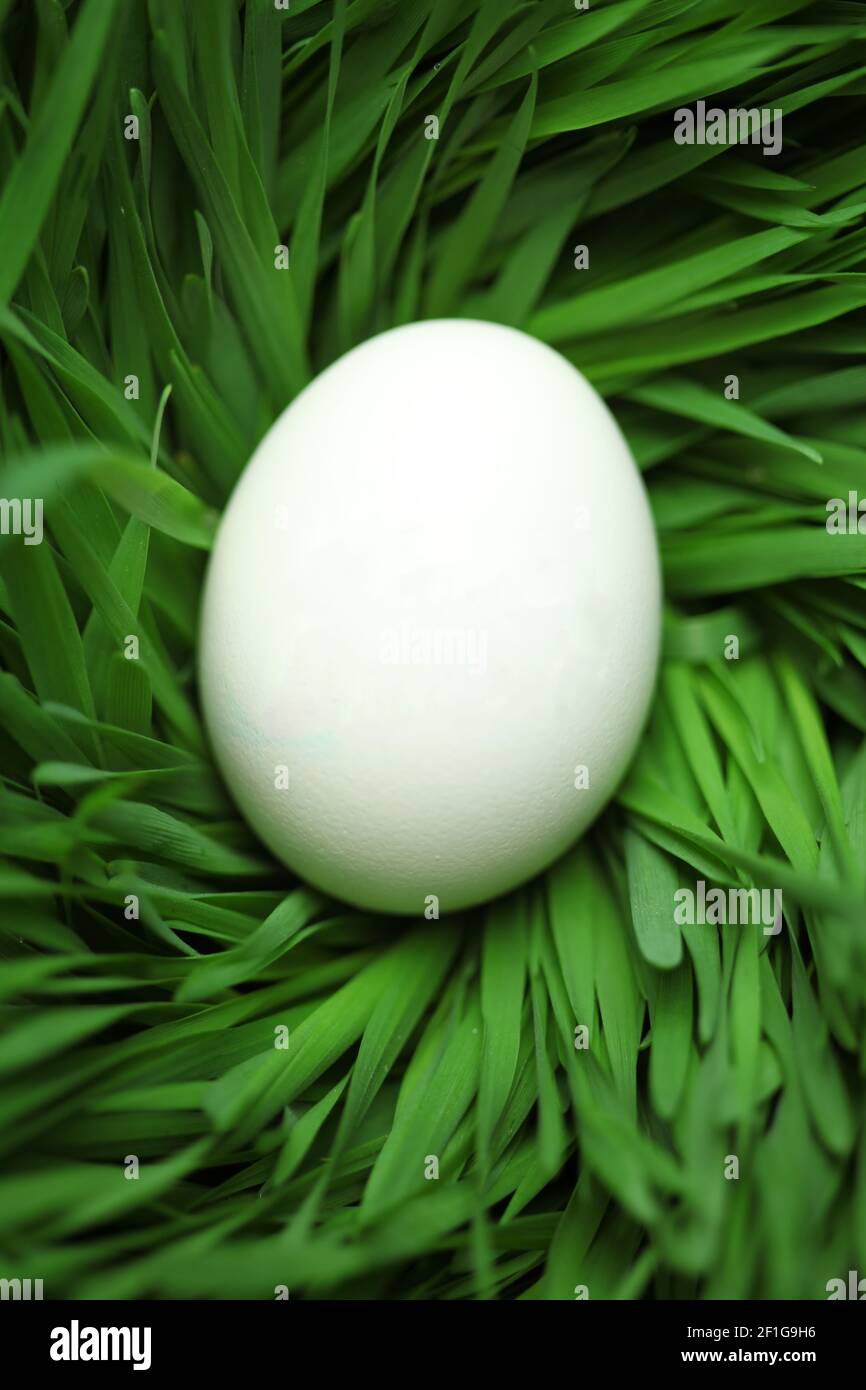 Single blank Easter egg hidden in grass Stock Photo
