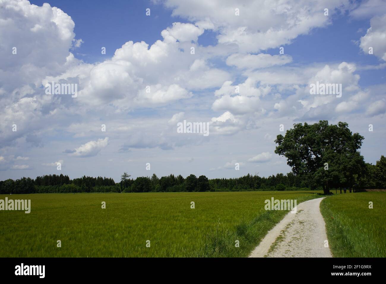 Unpaved Path An unpaved path amid agricultural green fields on the cloudy sky ...