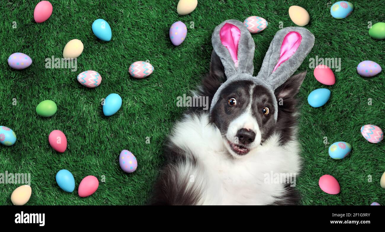 Happy dog with bunny ears surrounded by Easter eggs Stock Photo