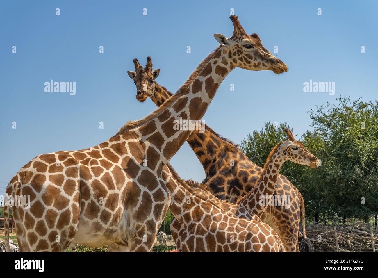 Safari park italy hi-res stock photography and images - Alamy