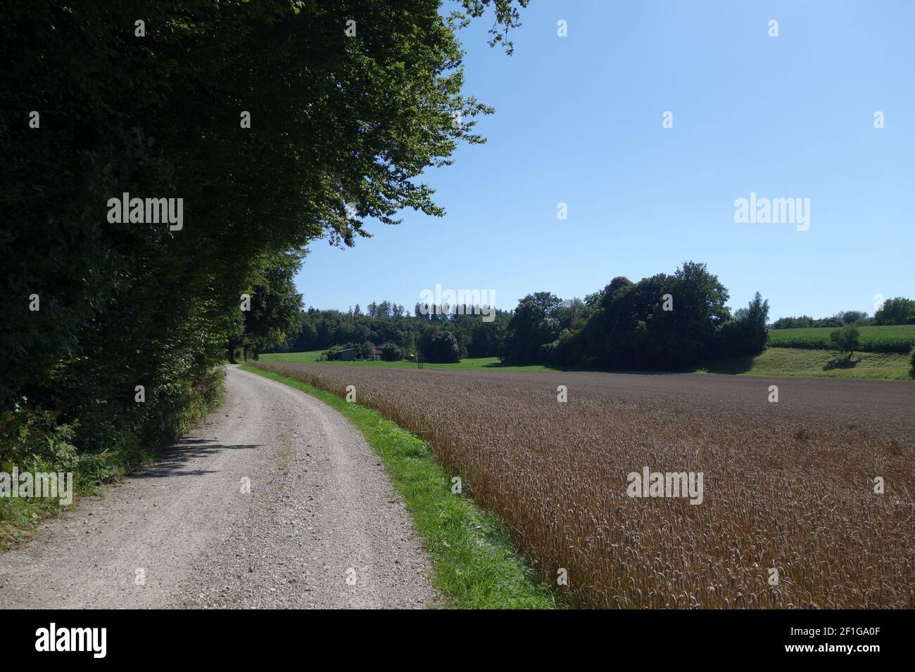 Unpaved Path A beautiful unpaved path amid agricultural fields and forest on the ...