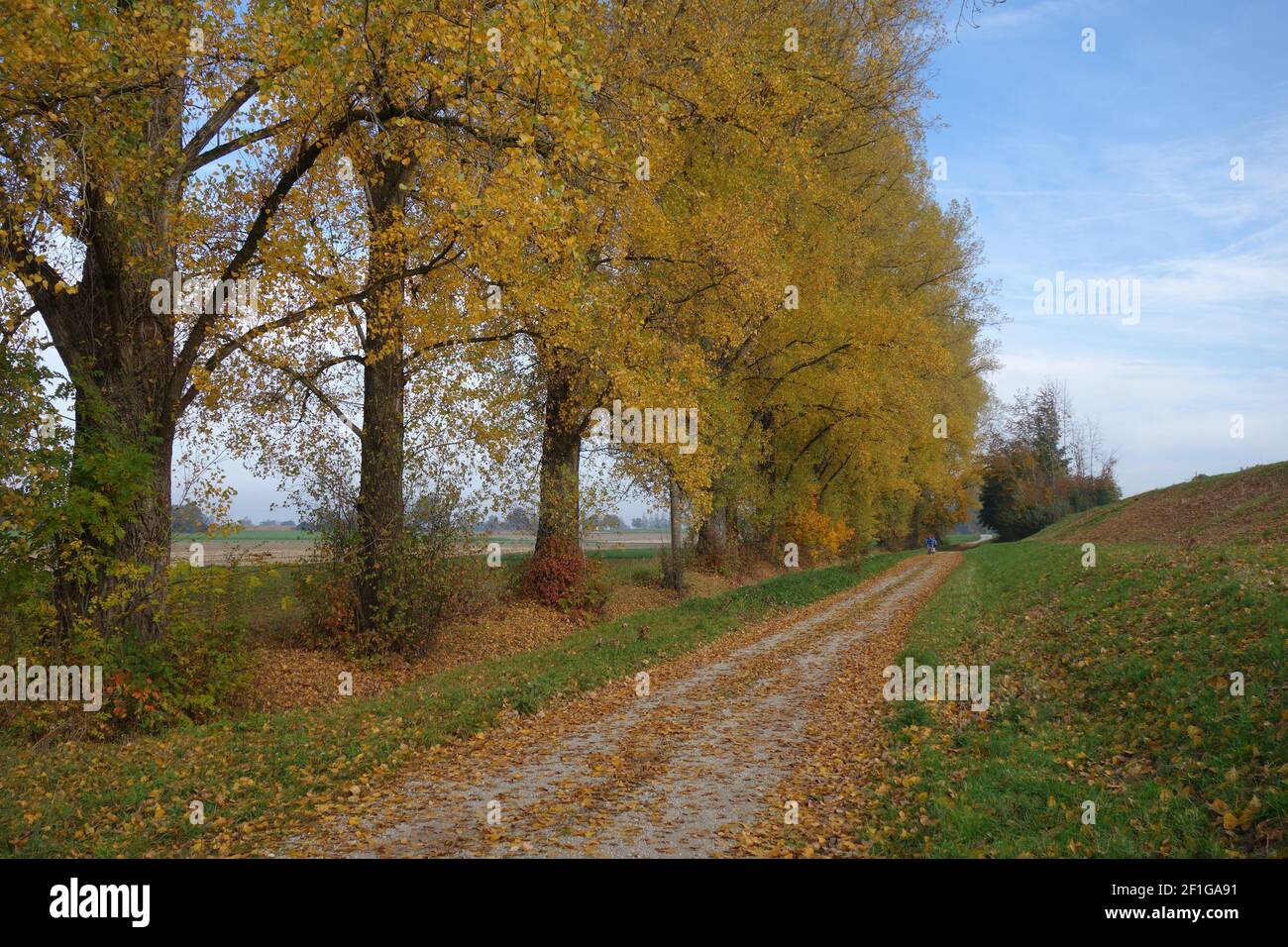 Unpaved Path A beautiful unpaved path covered with yellow leaves with a line of ...