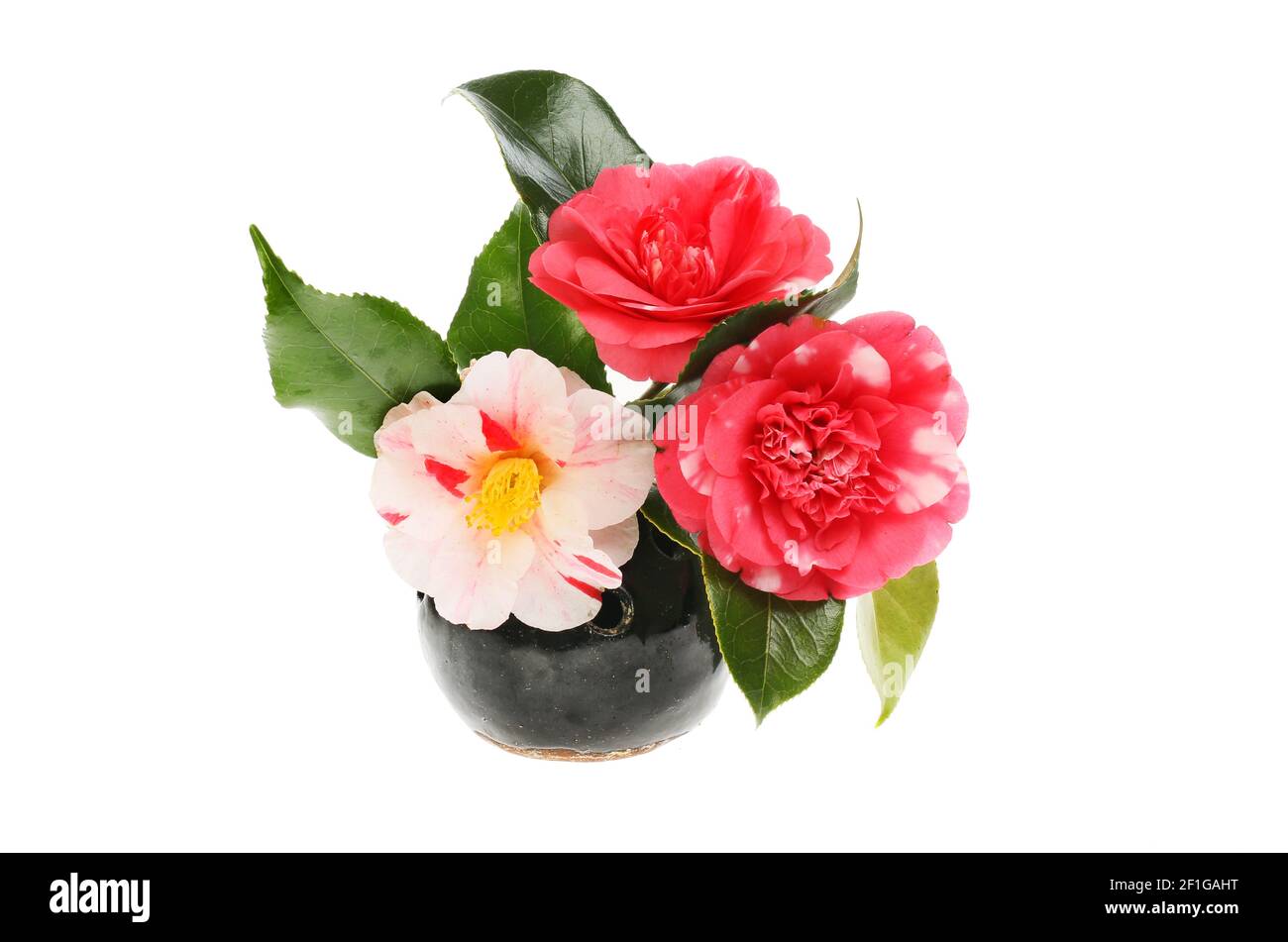 Arrangement of variegated camellia flowers isolated against white Stock Photo