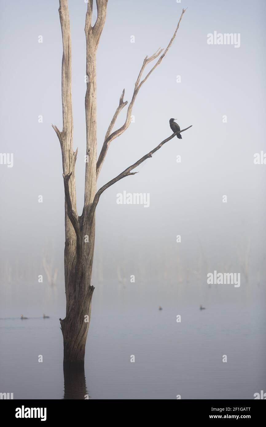 A vertical shot of a bird sitting on the tree in Lake Moogerah on a foggy morning, Queensland, Australia Stock Photo