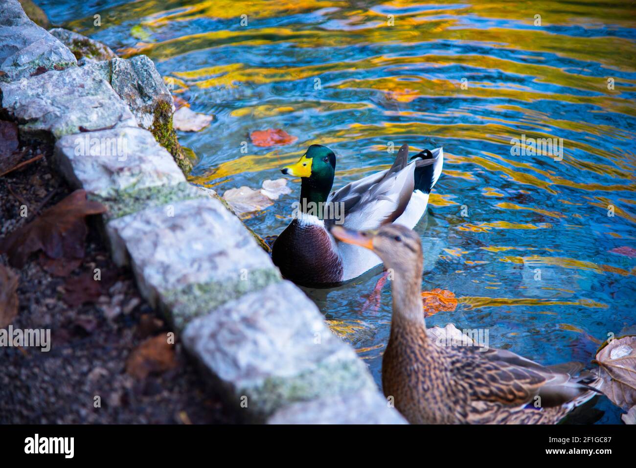 Beautiful wild ducks on the lake ion the fall season Stock Photo