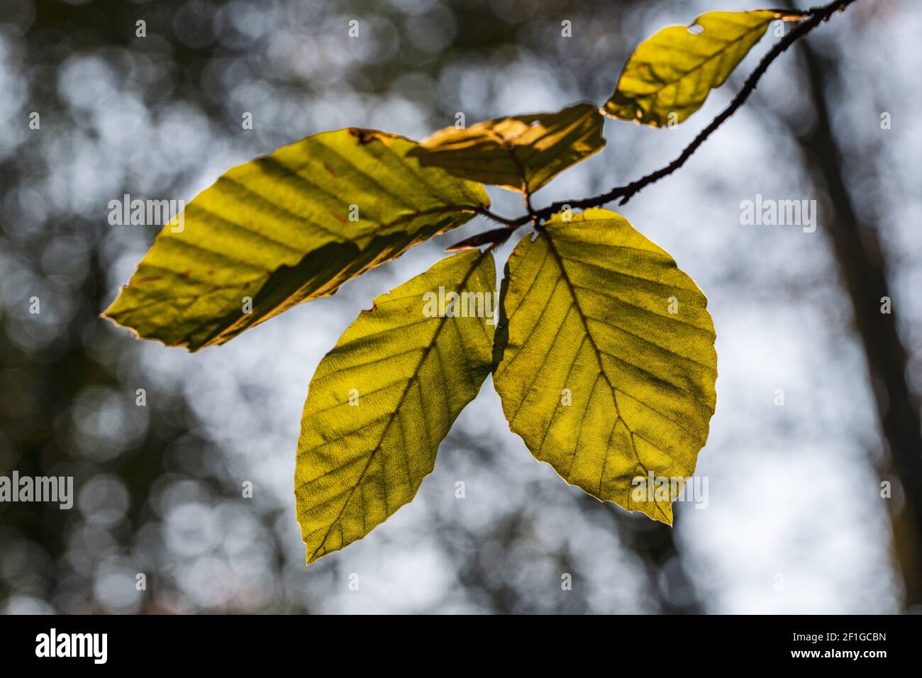 leaves in the forest illuminated by a bit of sunlight Stock Photo - Alamy