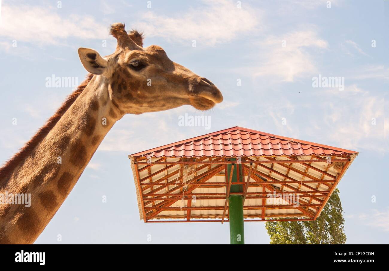 Image photo of the head and neck of an animal giraffe Stock Photo