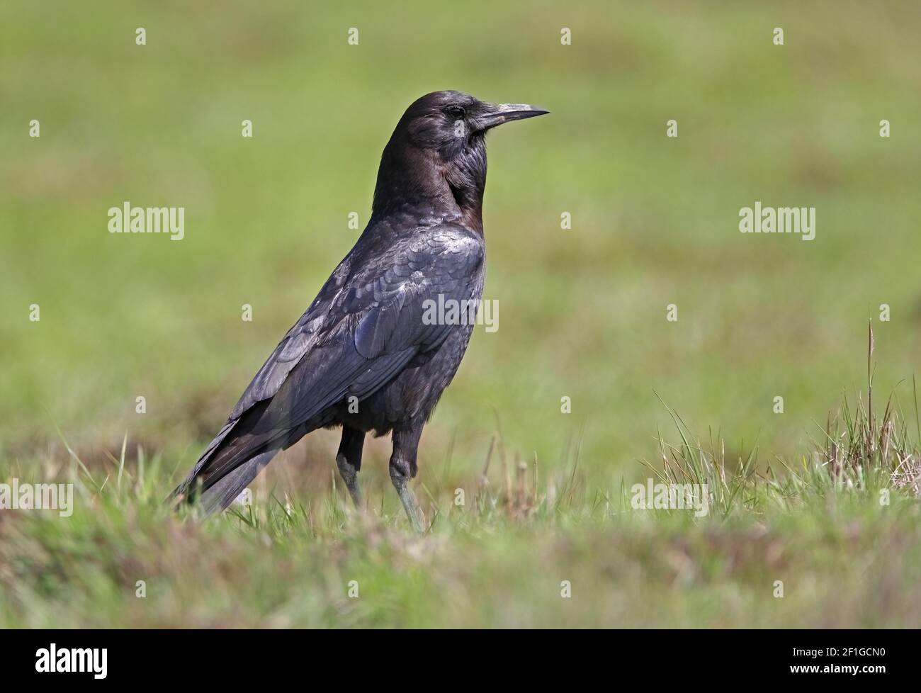 Cape Rook (Corvus capensis) adult standing on short upland pasture ...