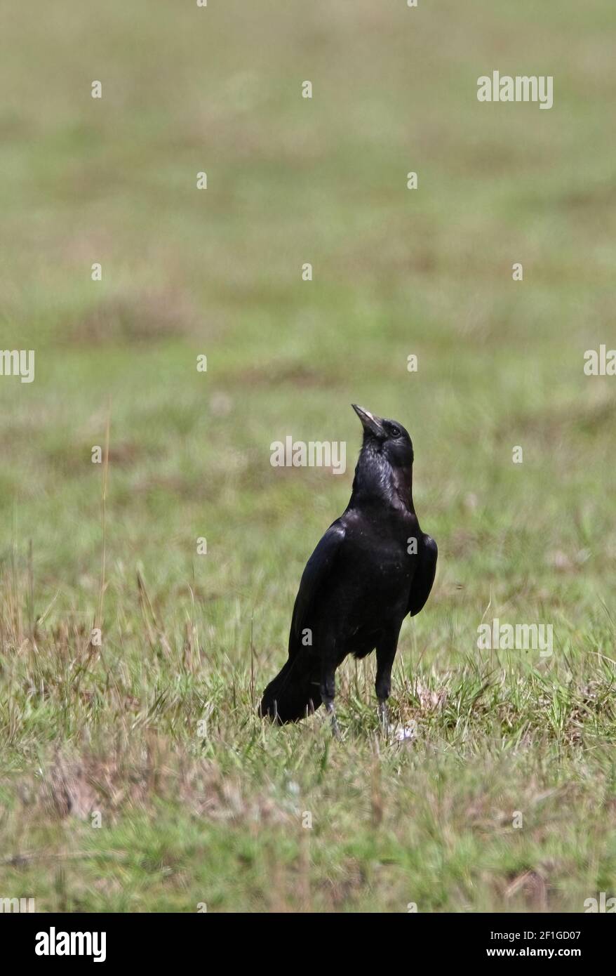 Cape Rook (Corvus capensis) adult on upland pasture looking up at ...