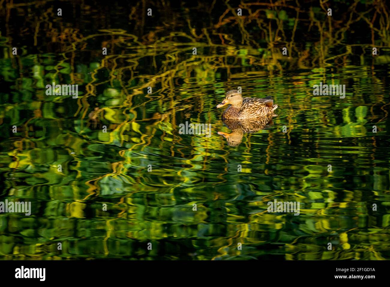 Female Mallard duck in pond Stock Photo