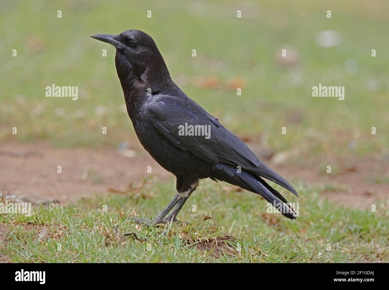 Cape rook corvus capensis hi-res stock photography and images - Alamy