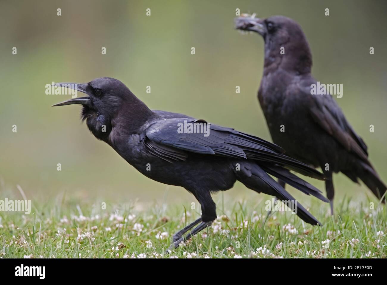Cape Rook (Corvus capensis) adult on ground calling Kenya October Stock ...