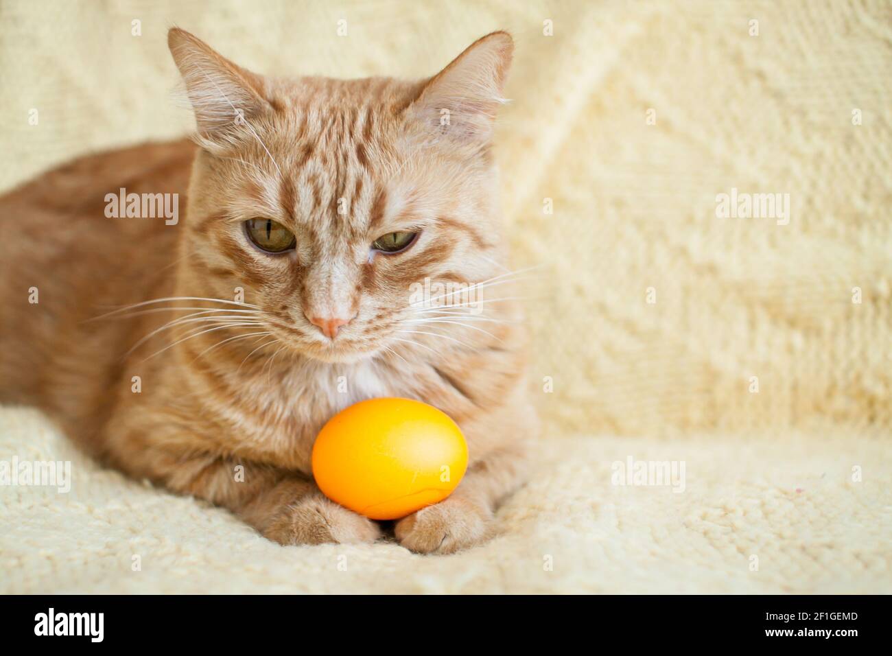 funny fat ginger cat holding orange painted eggs for easter Stock Photo