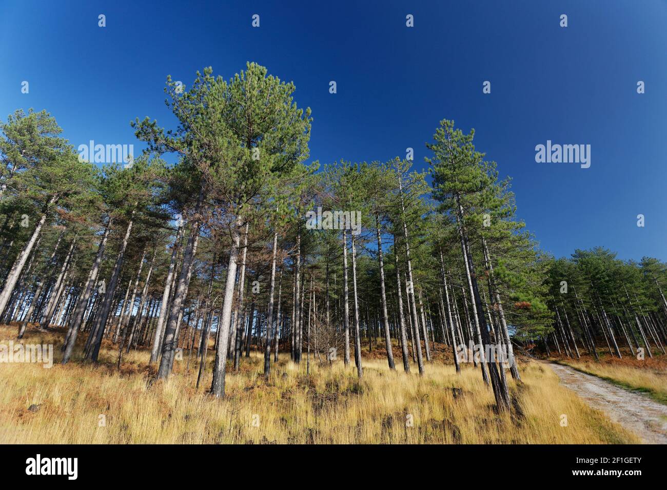 Pine trees and golden grass and rich blue sky in Wareham Forest Dorset Stock Photo