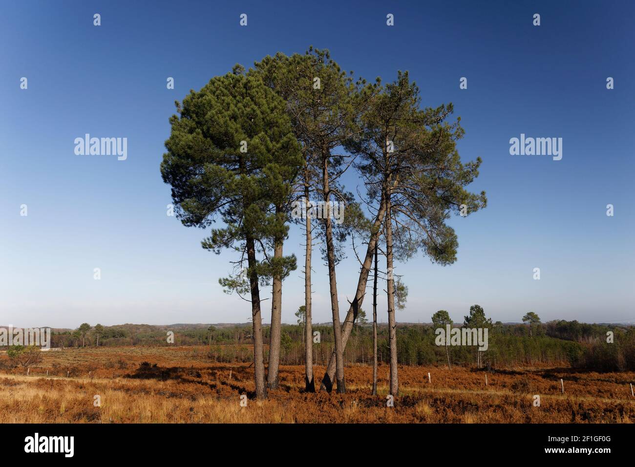 Small cluster of tall pine trees against a blue sky Wareham Forest Dorset Stock Photo