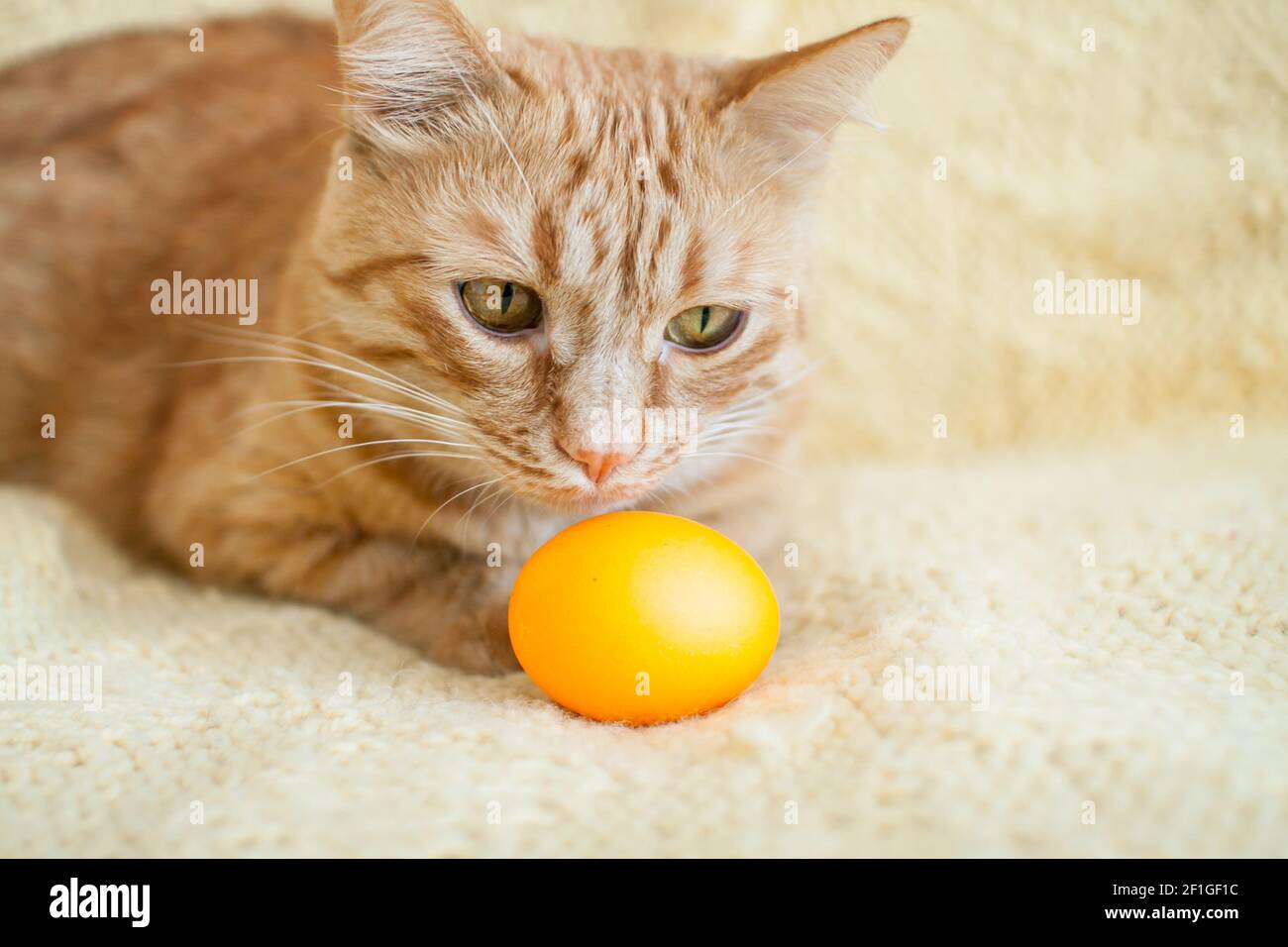 funny fat ginger cat holding orange painted eggs for easter Stock Photo