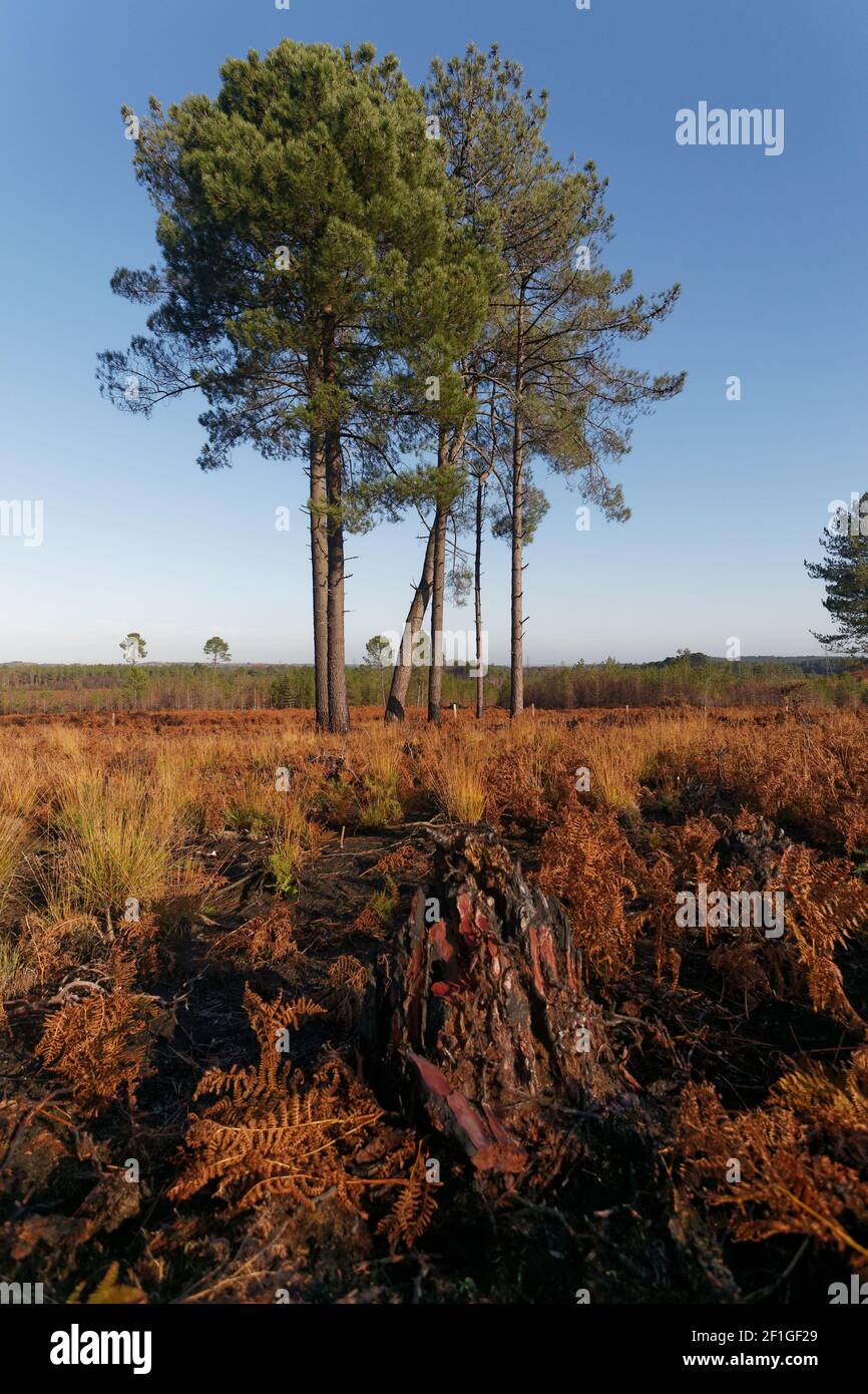 Small cluster of tall pine trees against a blue sky Wareham Forest Dorset Stock Photo