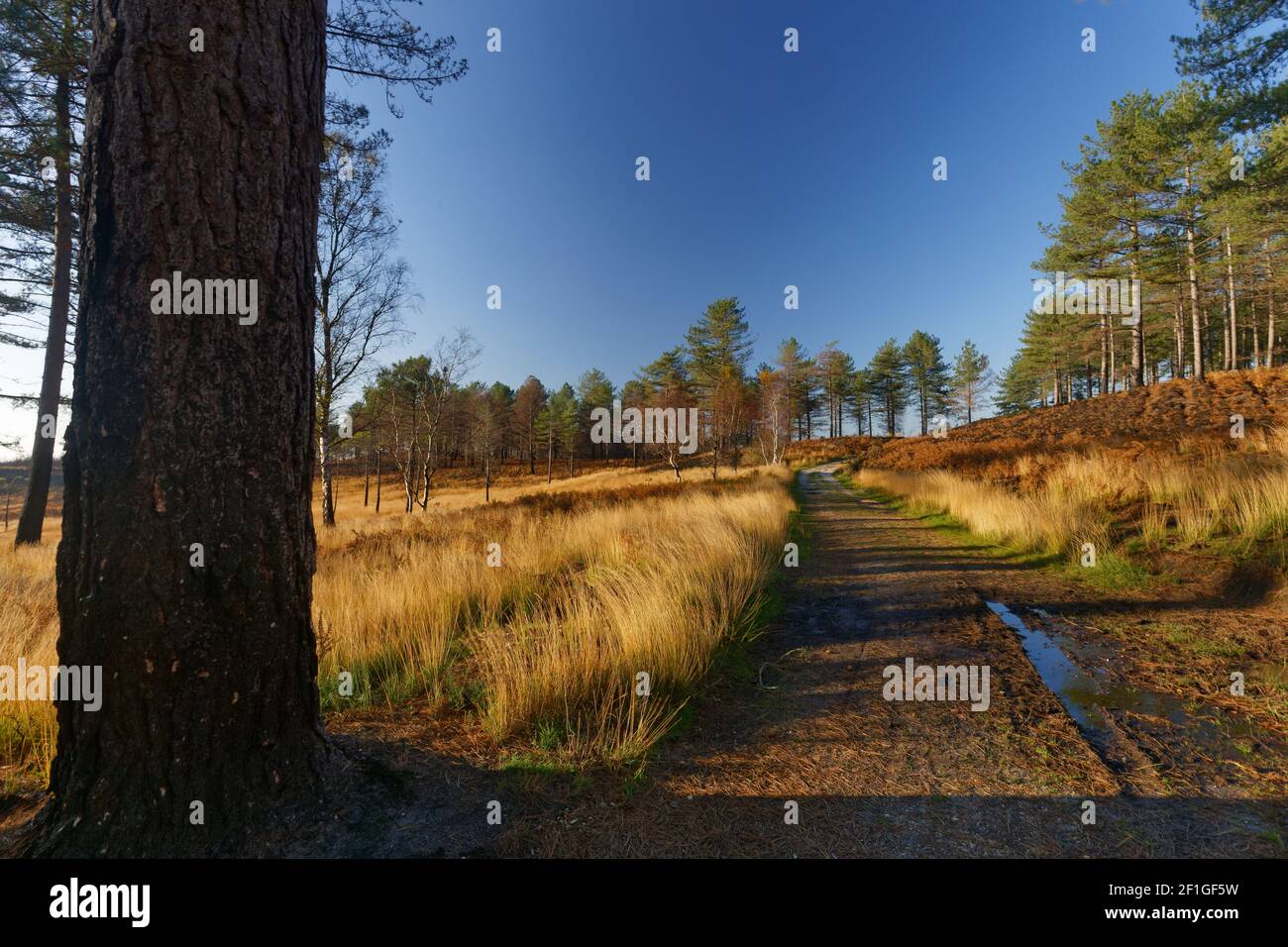 Walking trail with golden grass and pine trees in Wareham Forest Dorset Stock Photo