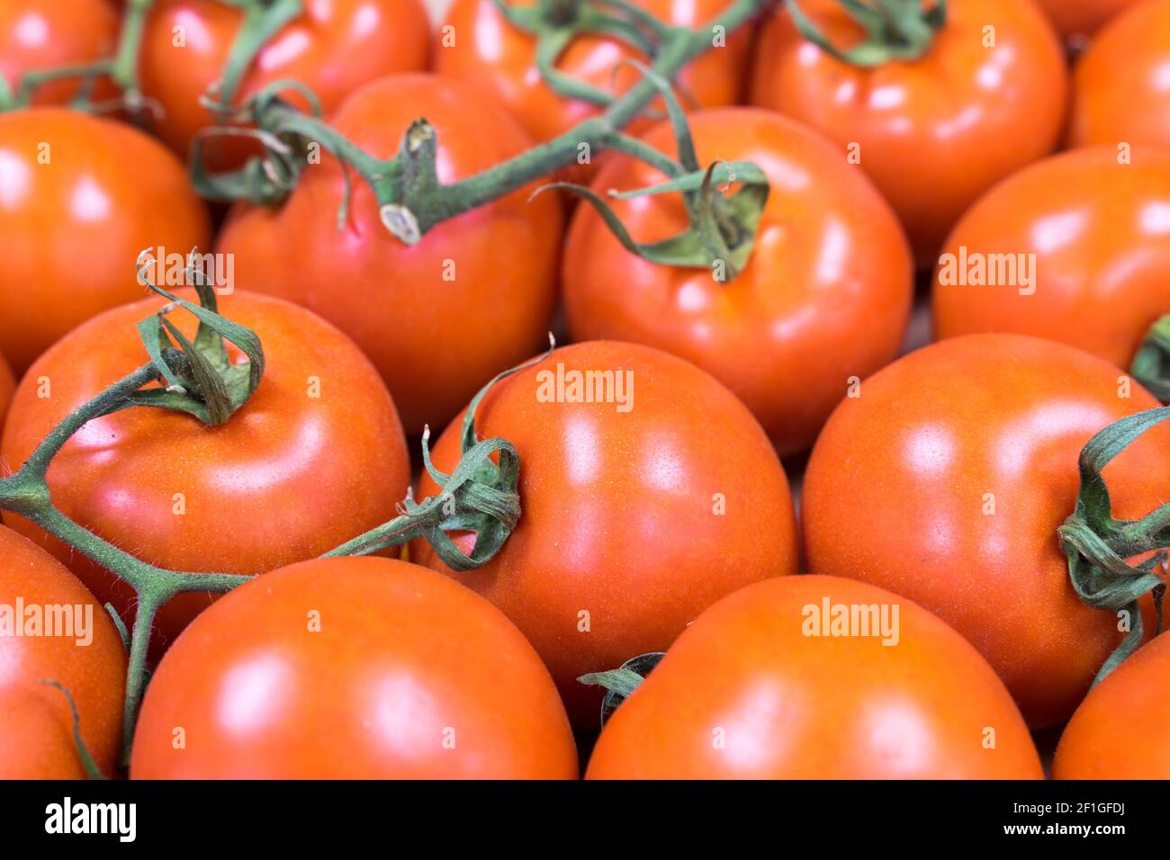 fresh tomato on green vine Stock Photo