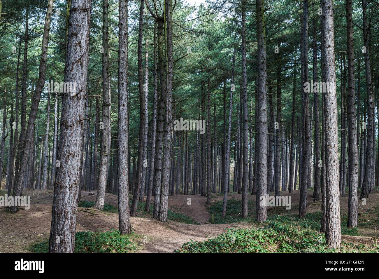 A pathway leads over the hills and down the dips through the pine woods of Formby on the coast of Merseyside, surrounded in tall trees. Stock Photo