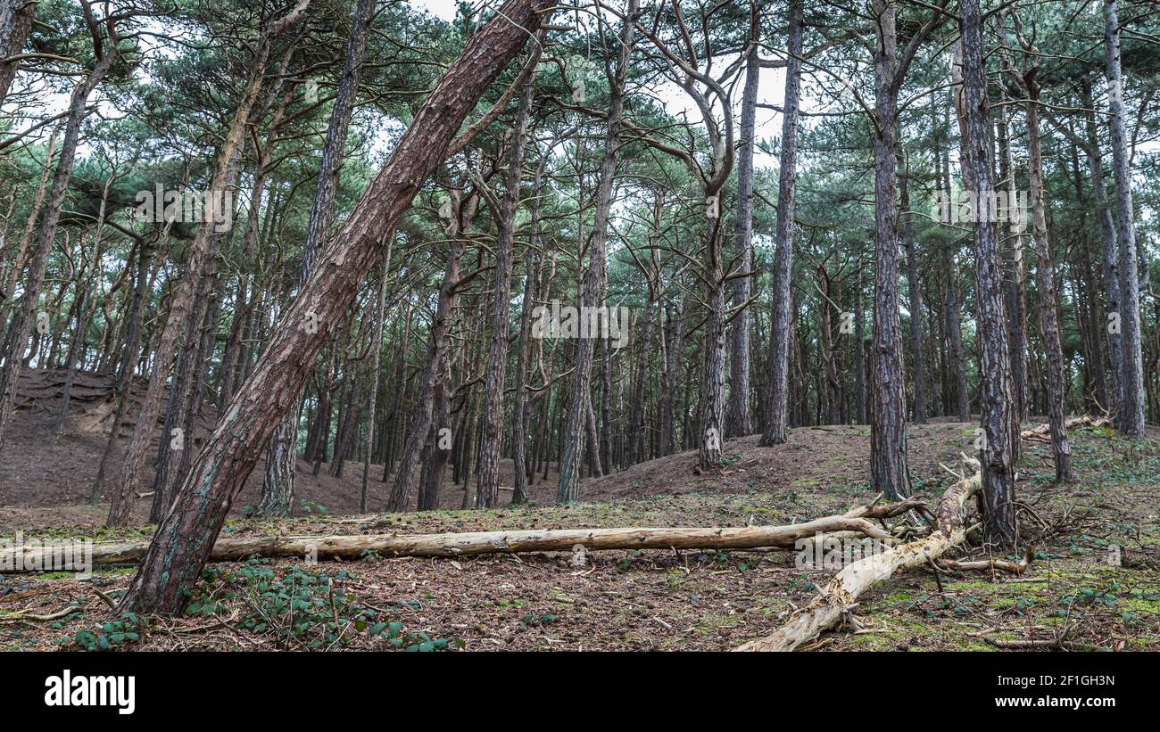 A pair of fallen trees lead the eyes into the typical landscape of Formby Forest in Merseyside. Stock Photo