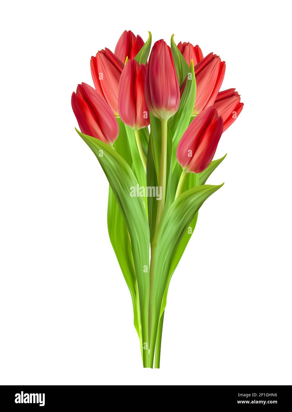 Realistic Red Tulips Flower Isolated on White Background. Vector ...