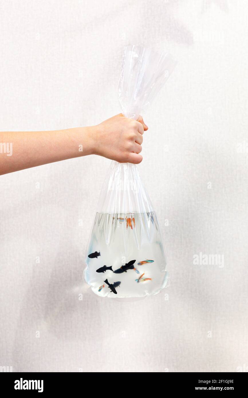 Small fish in a transparent plastic bag in hand on a light background. Stock Photo