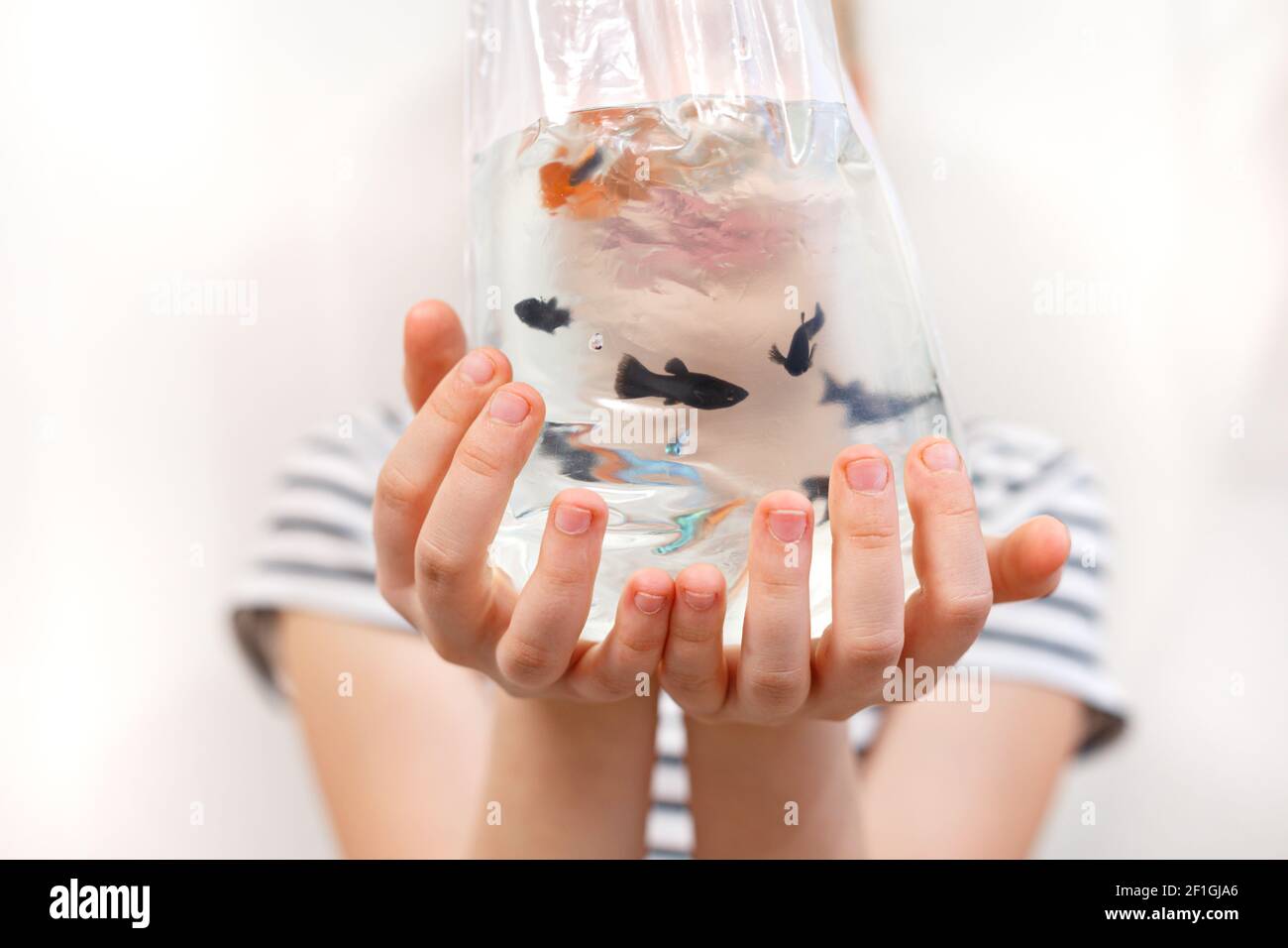 Small fish in a plastic bag in the hands of a child on a light background. Stock Photo